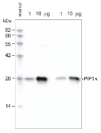 PIP1;1, PIP1;2, PIP1;3, PIP1;4, PIP1;5 | Aquaporins in the group Antibodies Plant/Algal / Membrane Transport System / Plasma membrane at Agrisera AB (Antibodies for research) (AS09 489)